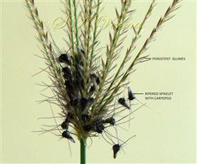  Inflorescence bearing  ripened spikelets and persistent glumes